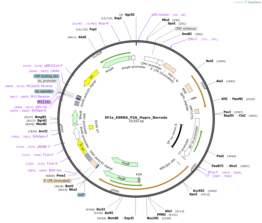 120435-plasmid-map-sequence-id-234512