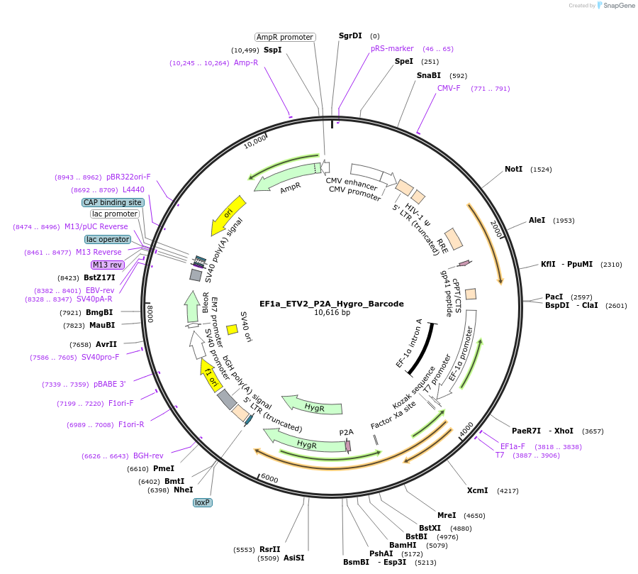 120436-plasmid-map-sequence-id-234514