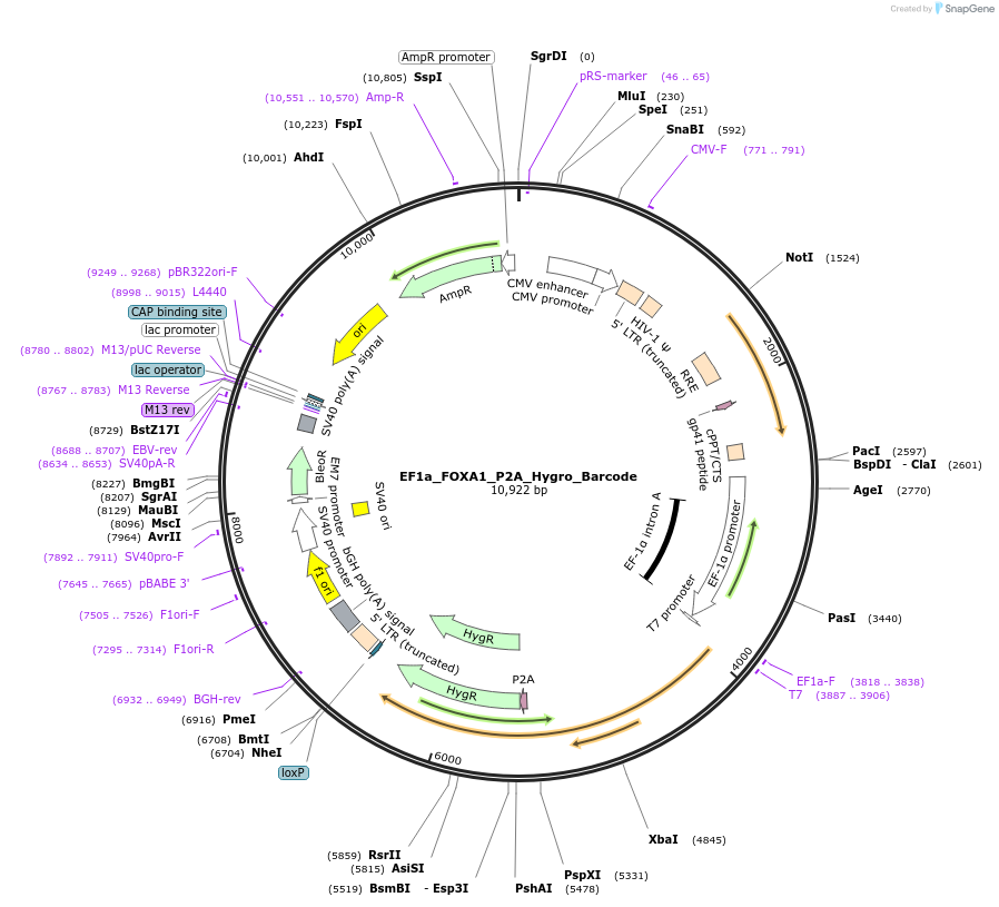 120438-plasmid-map-sequence-id-234516
