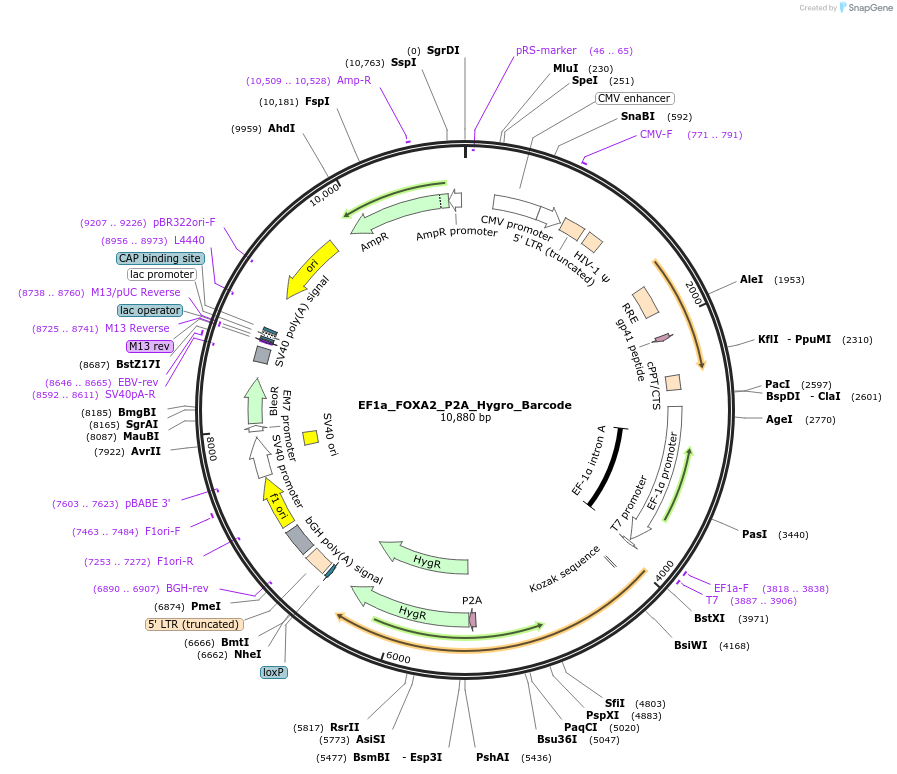 120439-plasmid-map-sequence-id-234517