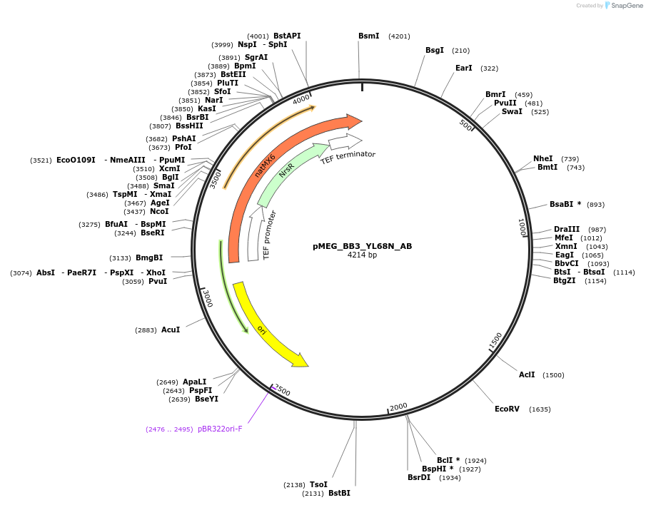 117829-plasmid-map-sequence-id-234521
