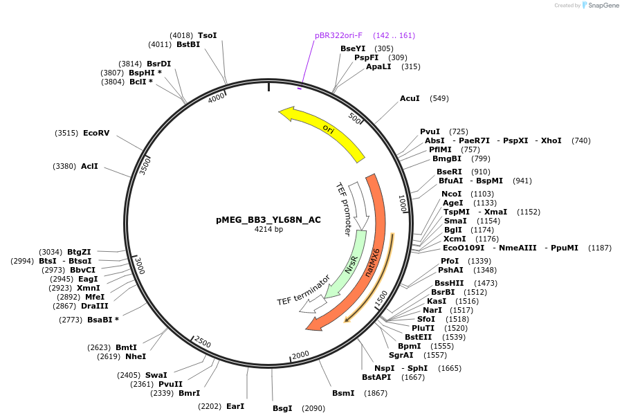 117830-plasmid-map-sequence-id-234523