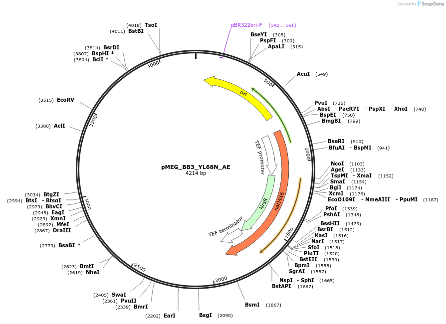 117832-plasmid-map-sequence-id-234524