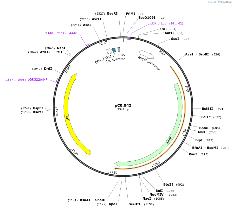 119586-plasmid-map-sequence-id-234525
