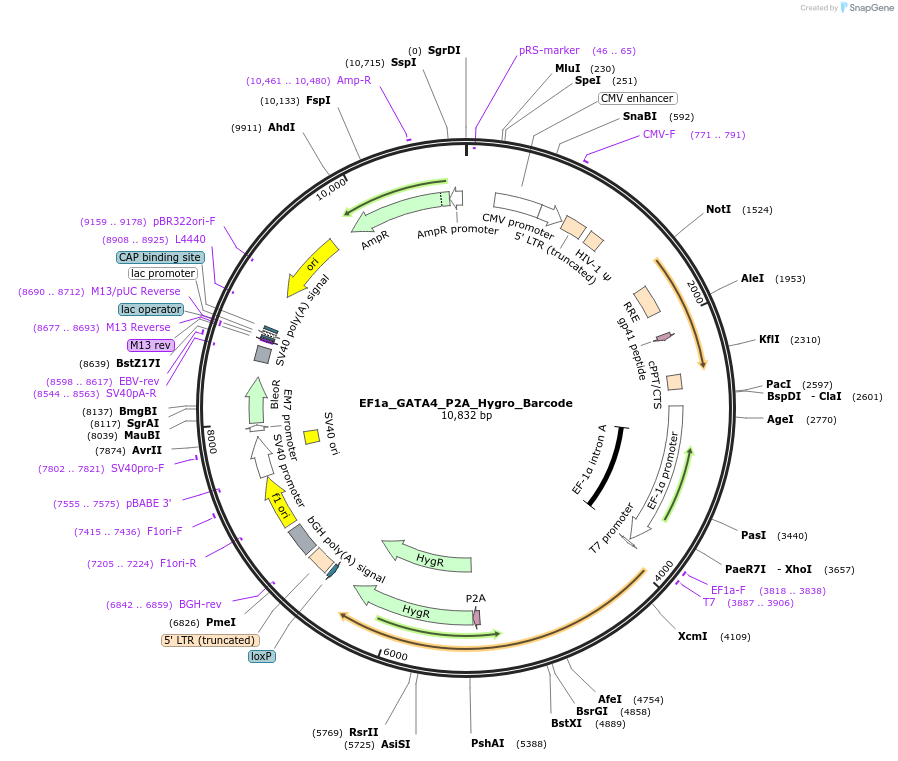 120444-plasmid-map-sequence-id-234527