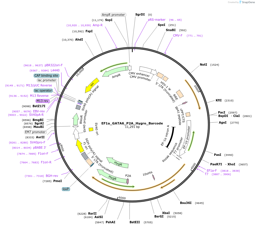 120445-plasmid-map-sequence-id-234529
