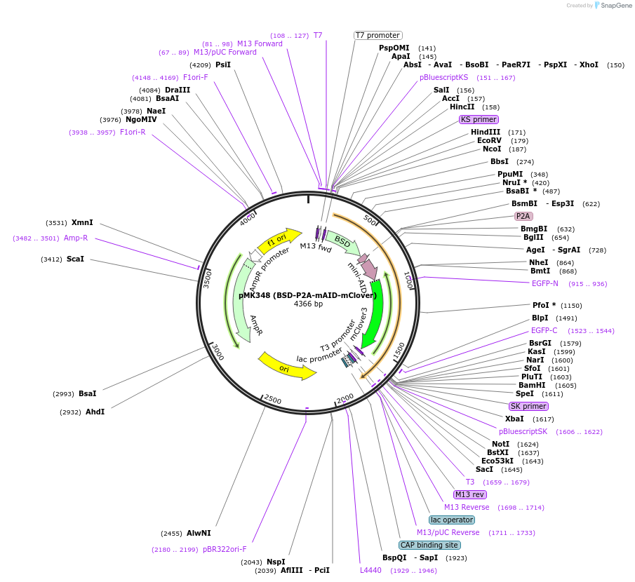 121182-plasmid-map-sequence-id-234557