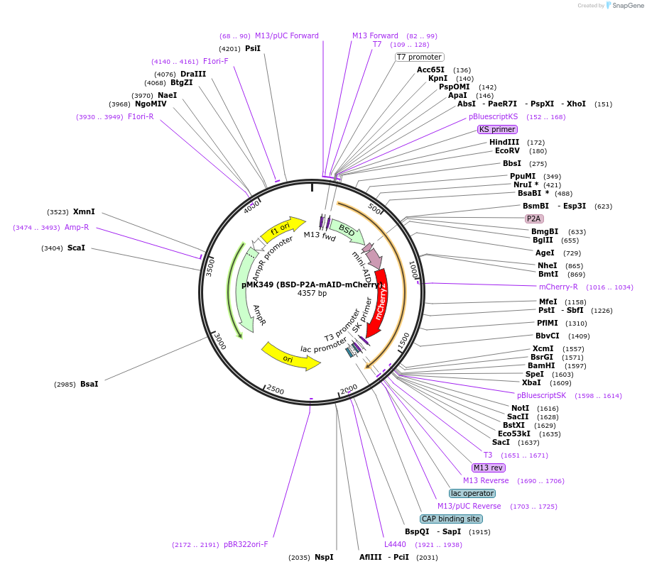 121183-plasmid-map-sequence-id-234558