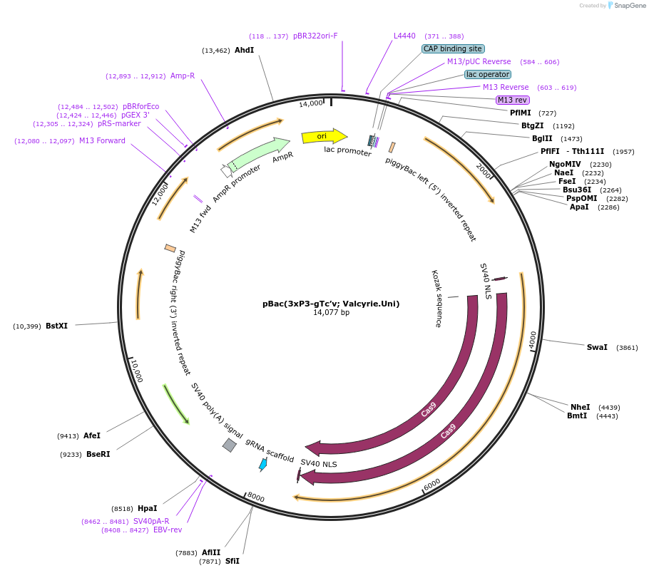 119068-plasmid-map-sequence-id-234562