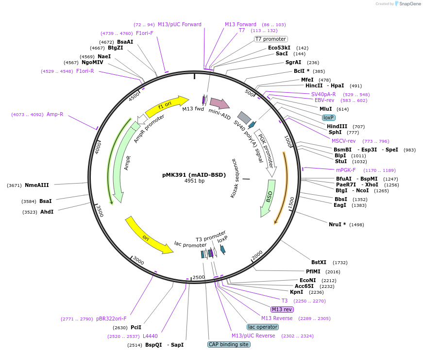 121192-plasmid-map-sequence-id-234563