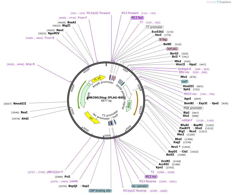 121191-plasmid-map-sequence-id-234565