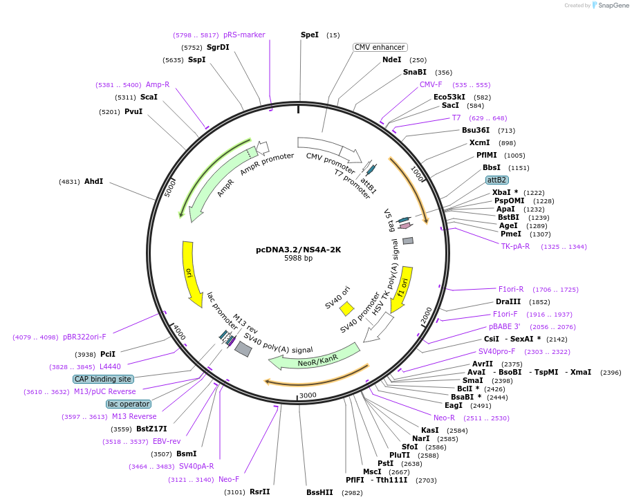 120820-plasmid-map-sequence-id-234569