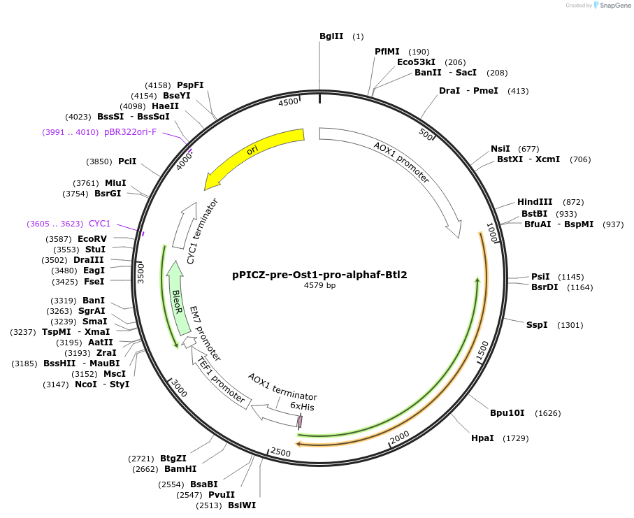 117665-plasmid-map-sequence-id-234594
