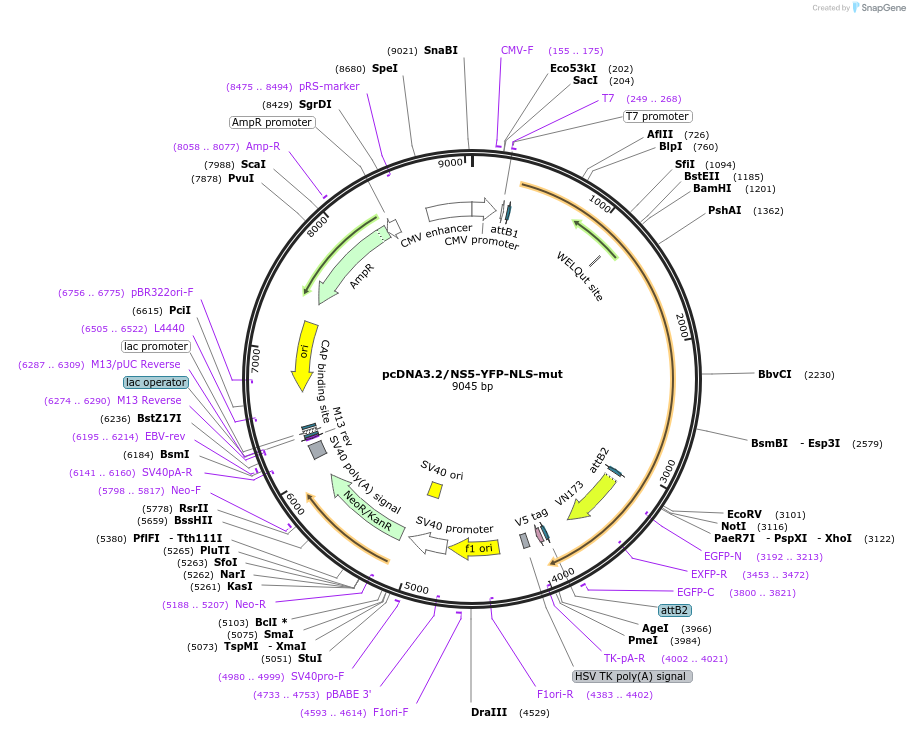 120832-plasmid-map-sequence-id-234598
