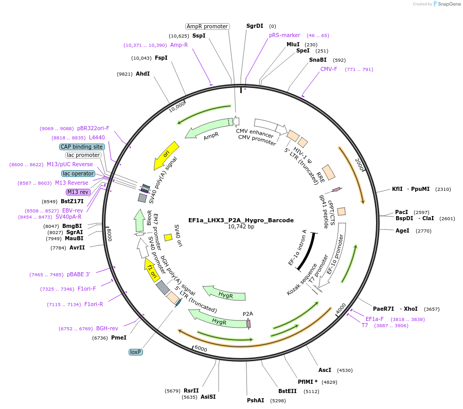 120456-plasmid-map-sequence-id-234599