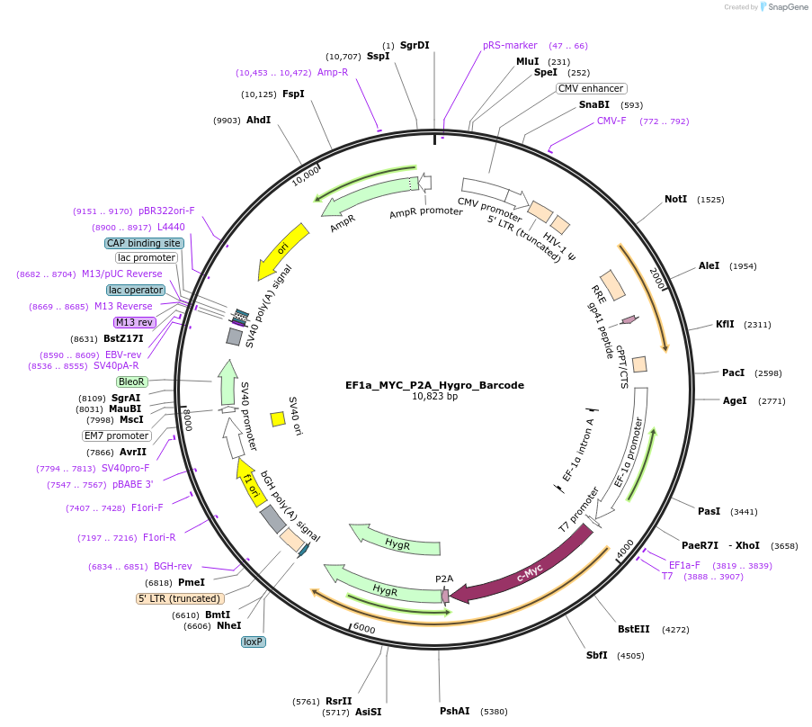 120461-plasmid-map-sequence-id-234612
