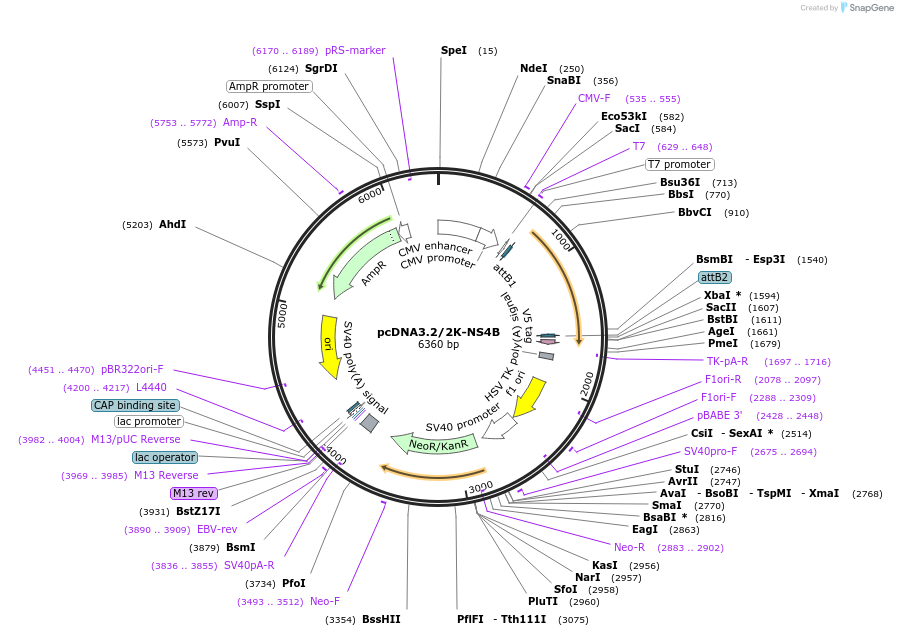 120827-plasmid-map-sequence-id-234616