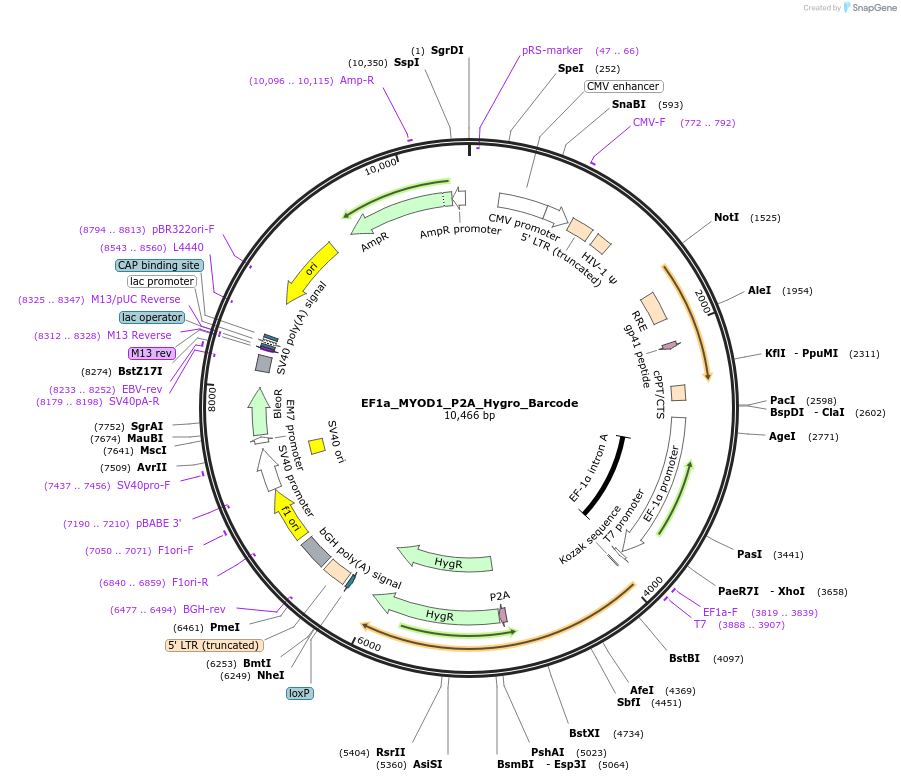 120464-plasmid-map-sequence-id-234620