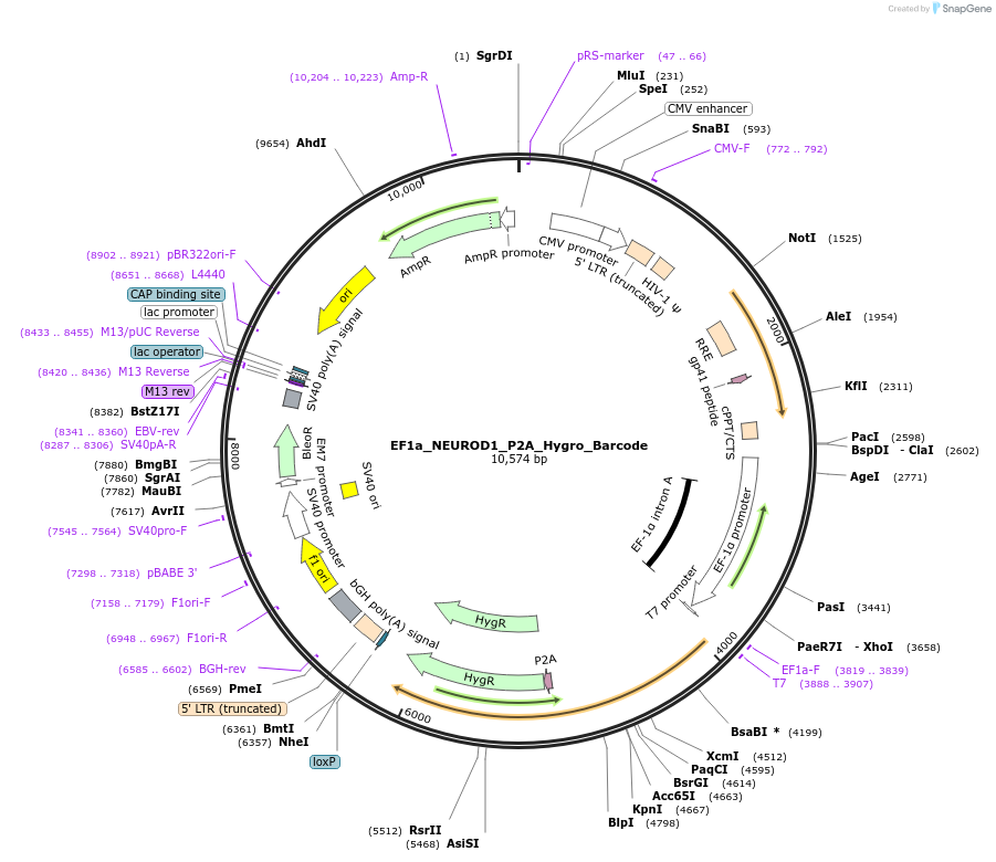 120466-plasmid-map-sequence-id-234626