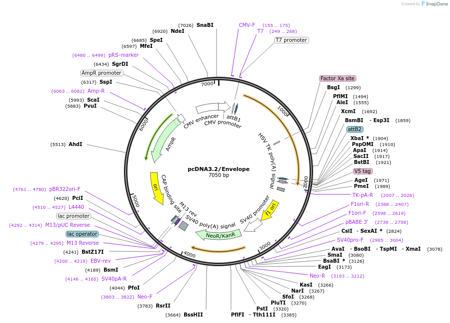 120821-plasmid-map-sequence-id-234628