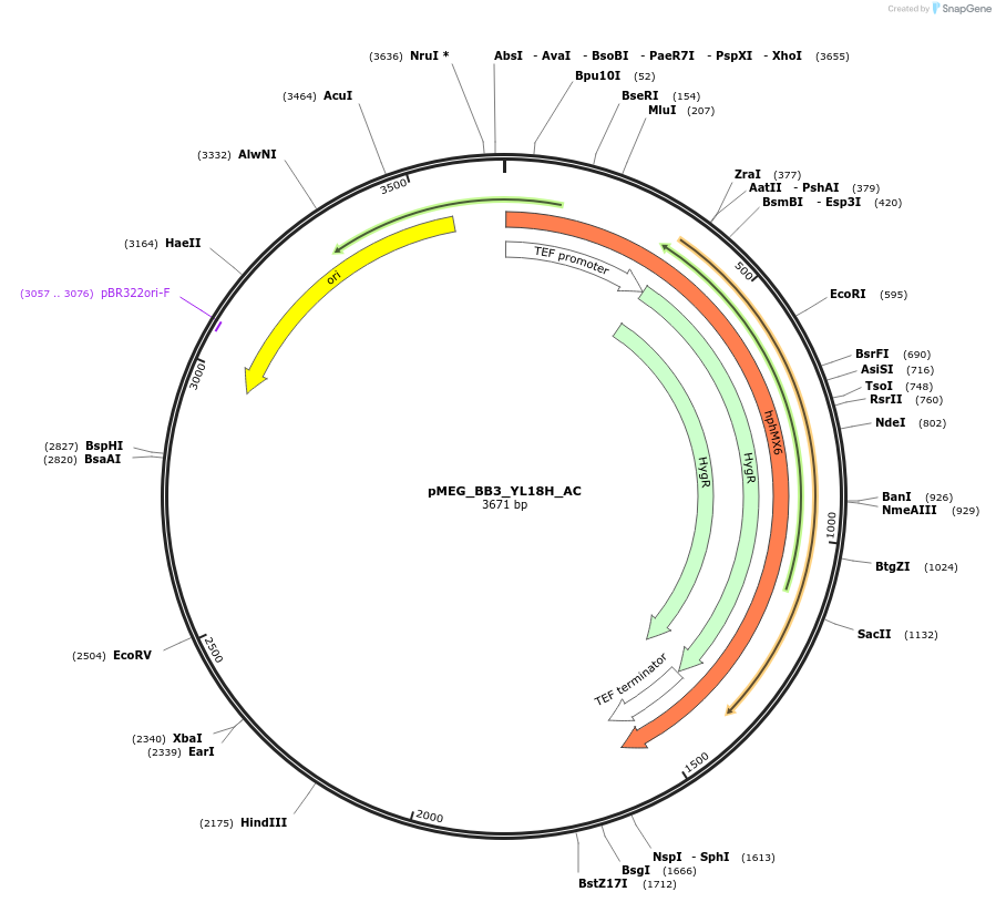117828-plasmid-map-sequence-id-234637