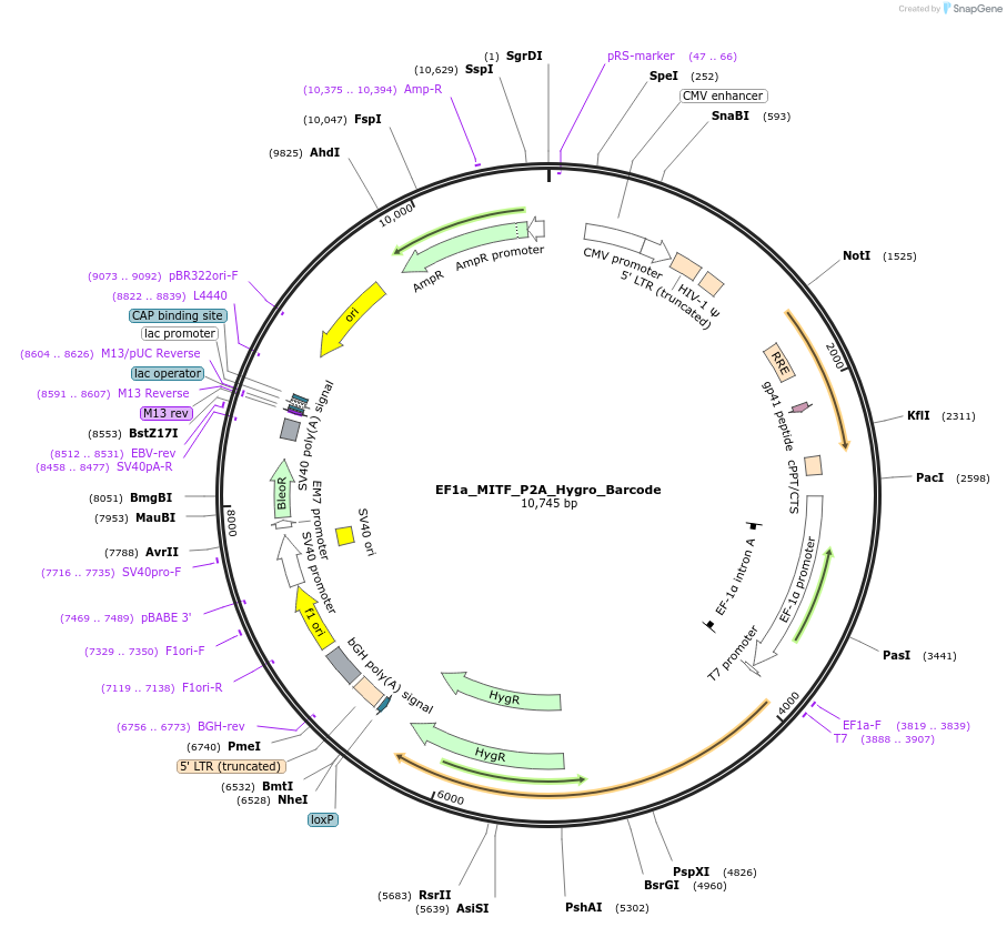 120460-plasmid-map-sequence-id-234638