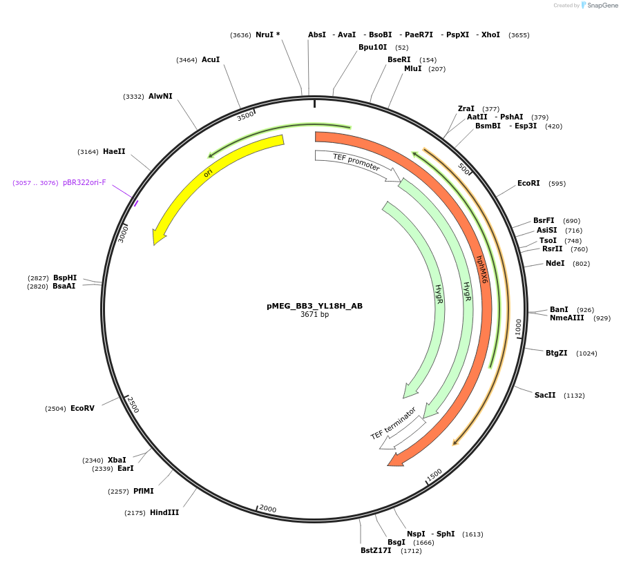 117827-plasmid-map-sequence-id-234639
