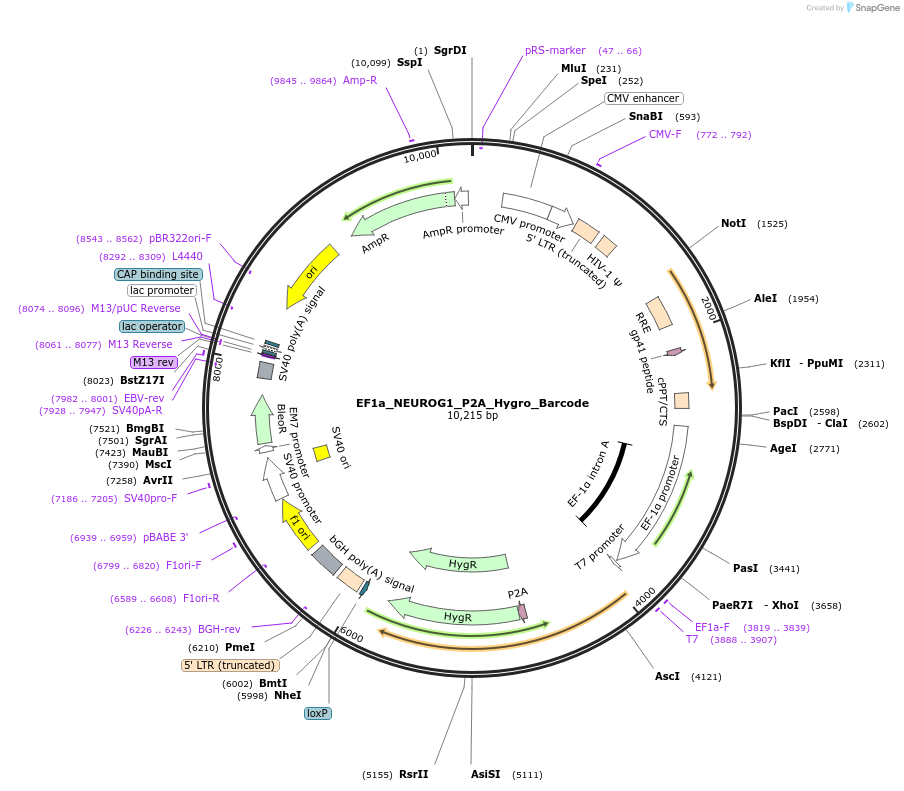 120467-plasmid-map-sequence-id-234646
