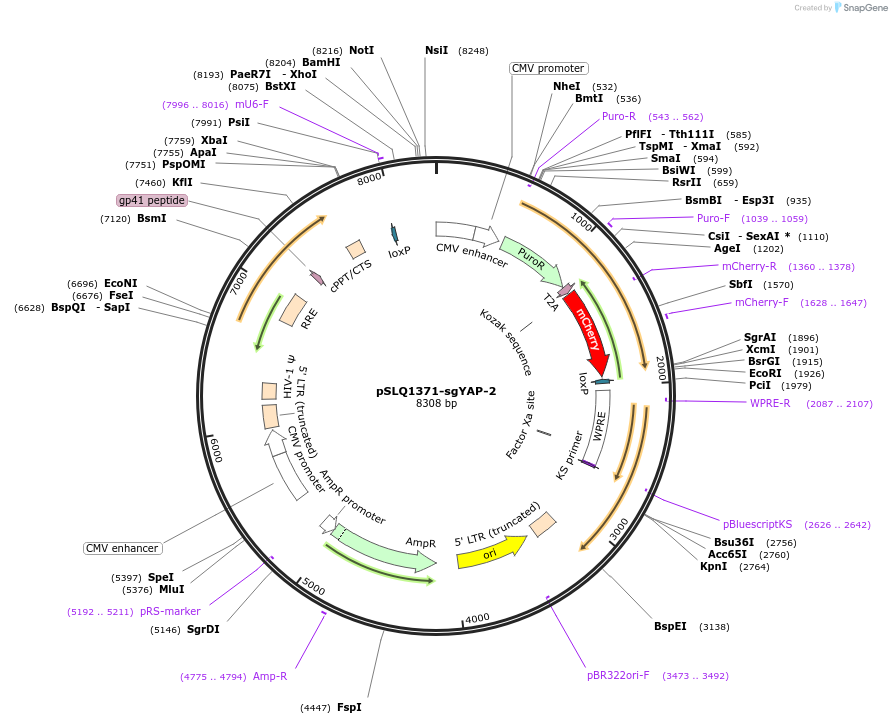 121423-plasmid-map-sequence-id-234648