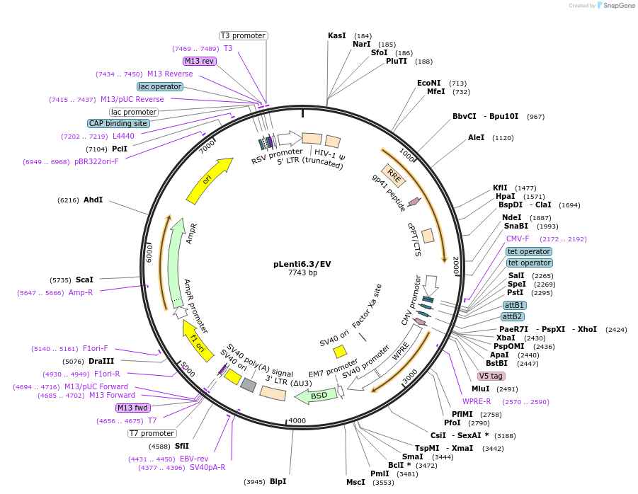 120848-plasmid-map-sequence-id-234653