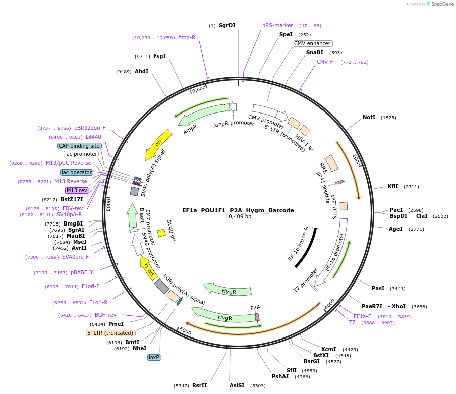 120473-plasmid-map-sequence-id-234656