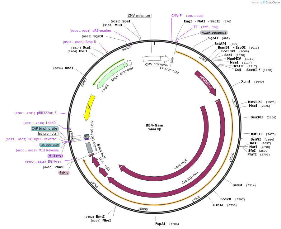 100806-plasmid-map-sequence-id-234658