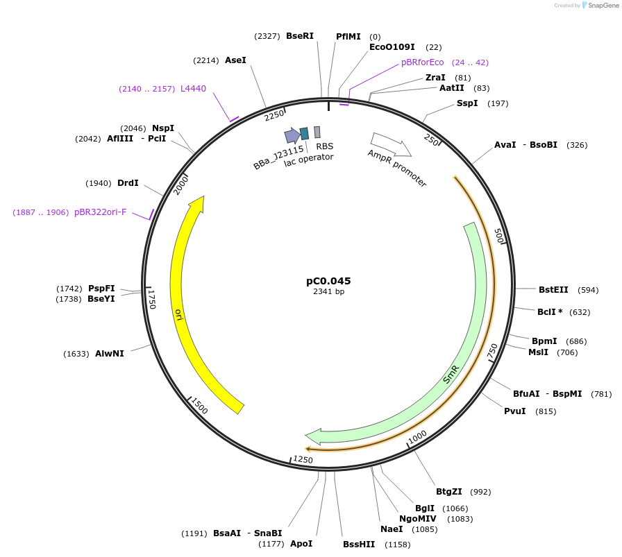 119588-plasmid-map-sequence-id-234659