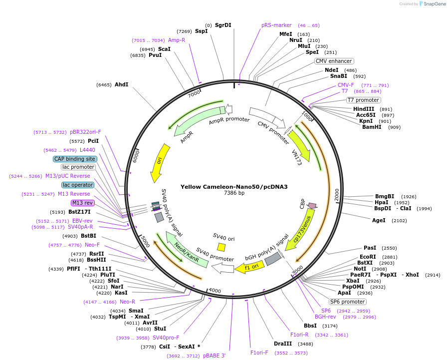 51964-plasmid-map-sequence-id-234664