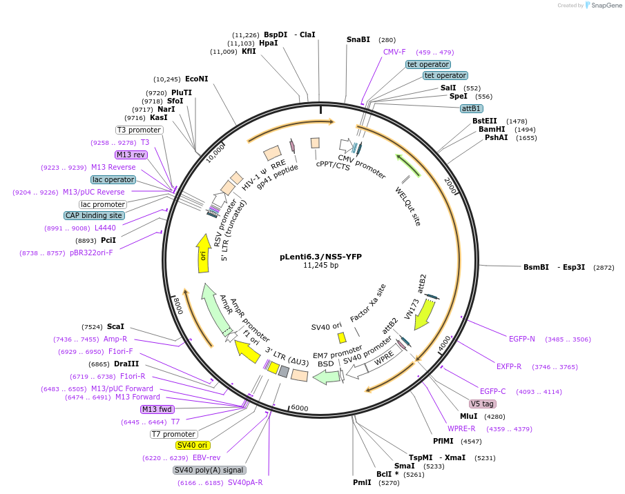 120847-plasmid-map-sequence-id-234671