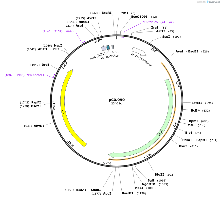119597-plasmid-map-sequence-id-234680