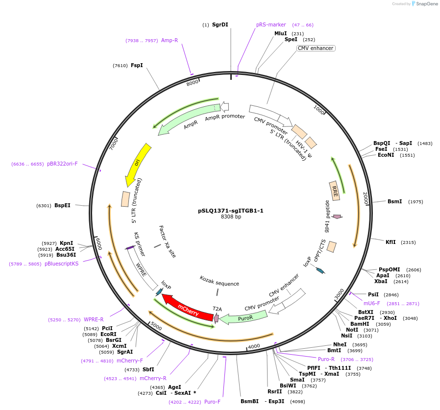 121533-plasmid-map-sequence-id-234685