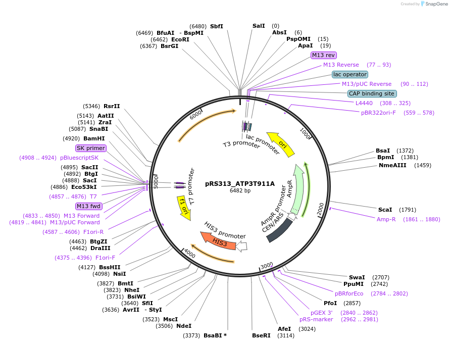 120254-plasmid-map-sequence-id-234687