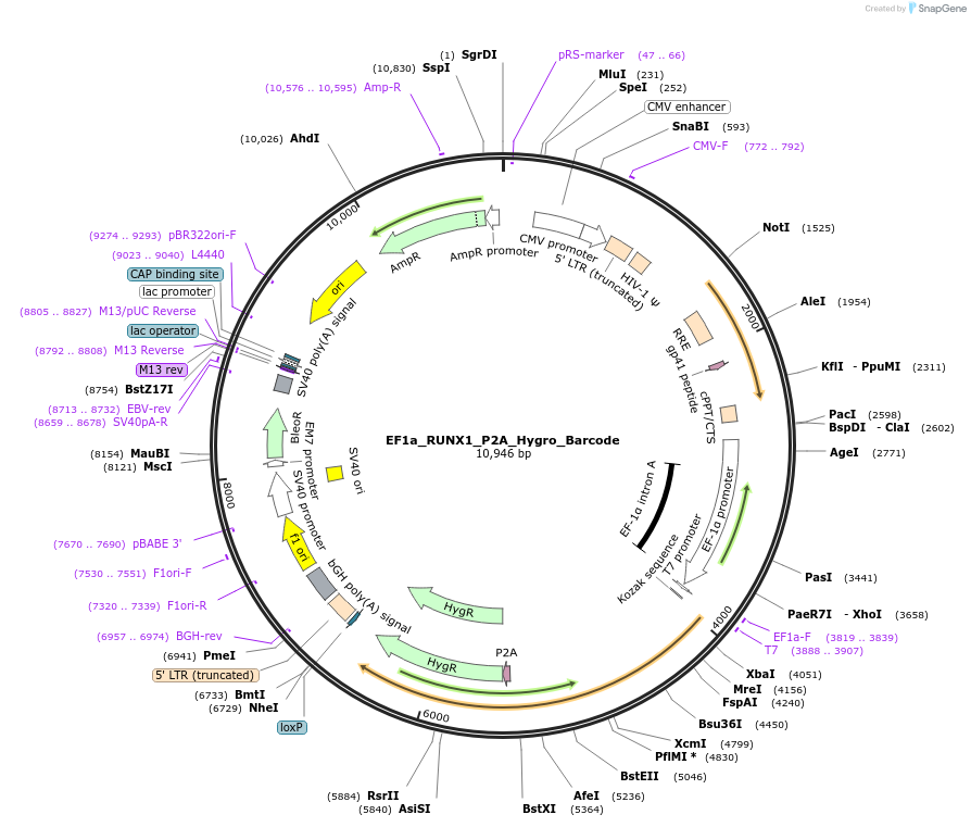 120475-plasmid-map-sequence-id-234690