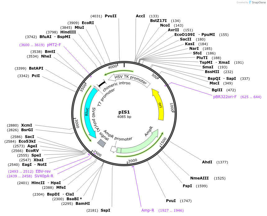 12179-plasmid-map-sequence-id-234698