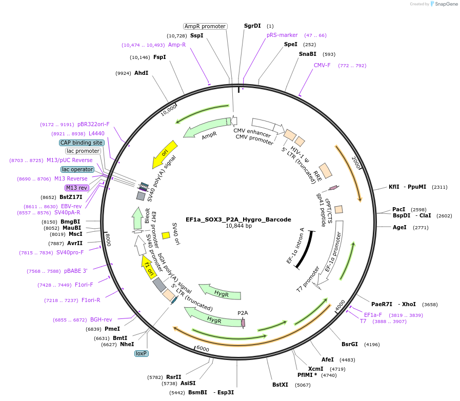 120481-plasmid-map-sequence-id-234703