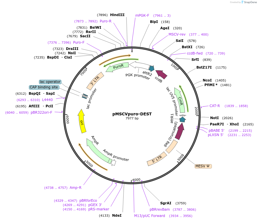 119745-plasmid-map-sequence-id-234705