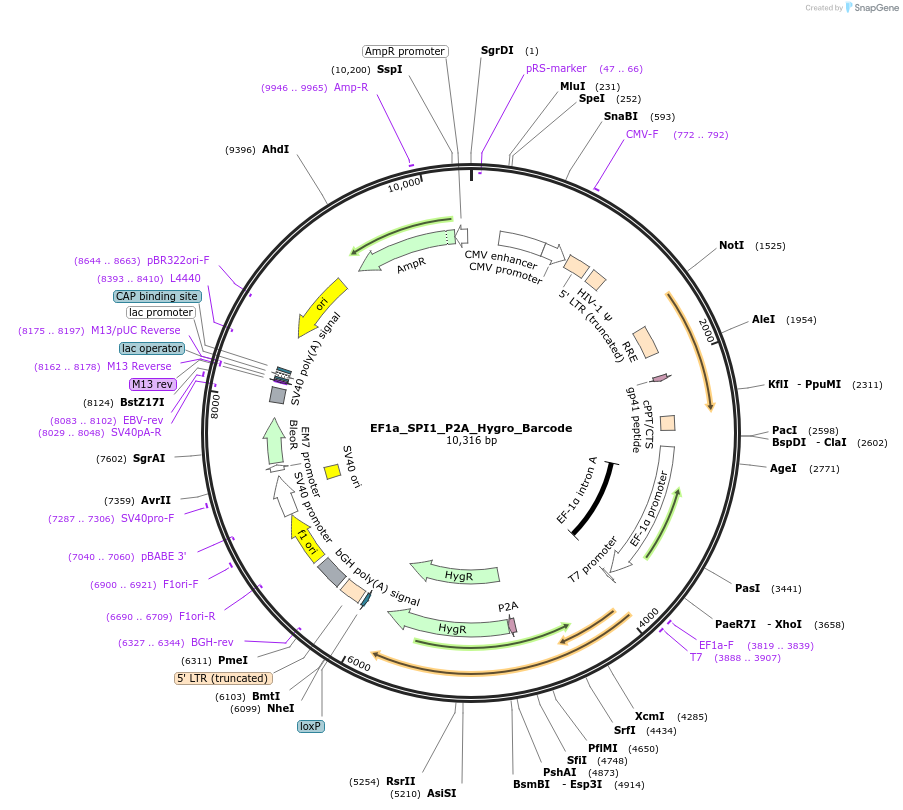 120482-plasmid-map-sequence-id-234710