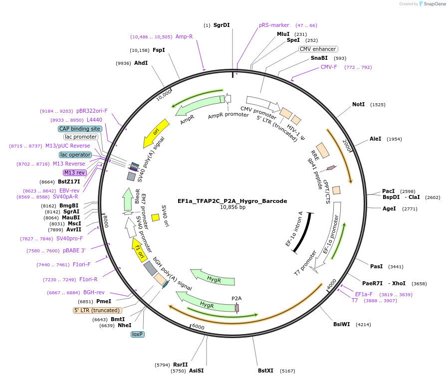 120487-plasmid-map-sequence-id-234718