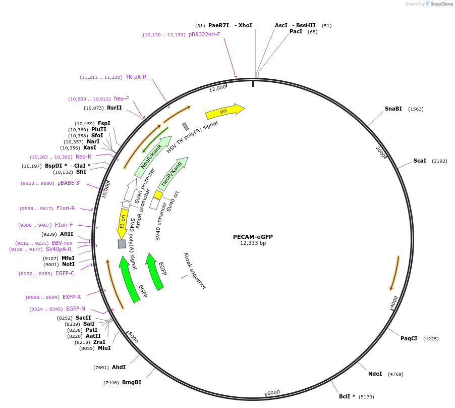14688-plasmid-map-sequence-id-234720