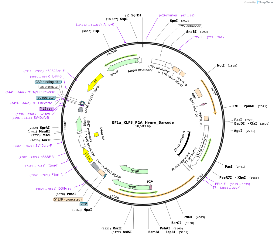 120494-plasmid-map-sequence-id-234728