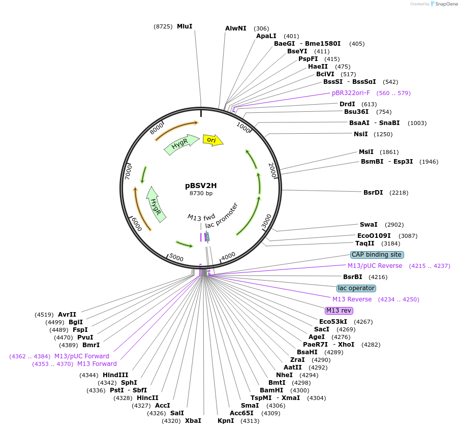 118229-plasmid-map-sequence-id-234734