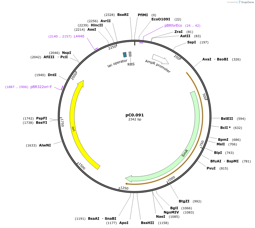 119598-plasmid-map-sequence-id-234770