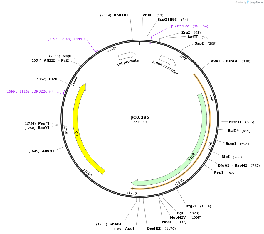 119600-plasmid-map-sequence-id-234778