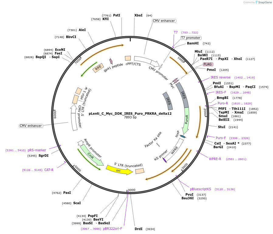 106116-plasmid-map-sequence-id-234791